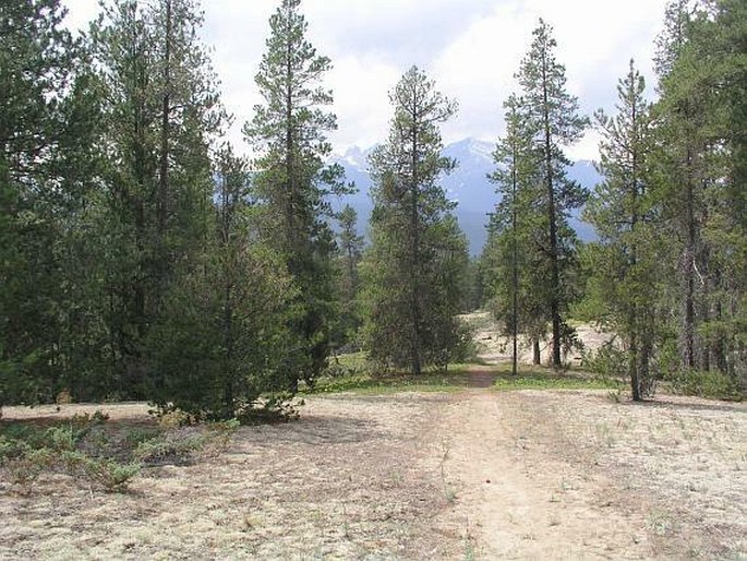 Pinus contorta subsp. latifolia