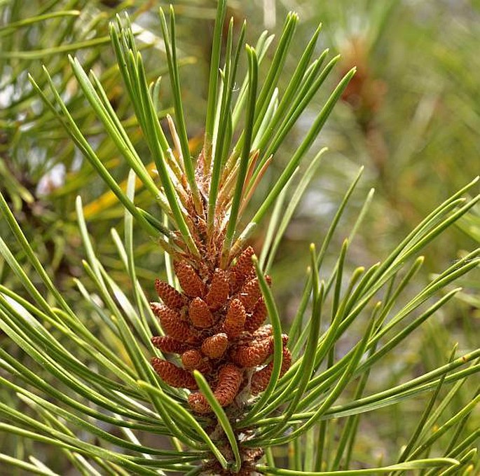 PINUS CONTORTA subsp. LATIFOLIA (Engelm.) Critchf. – borovice pokroucená širolistá / borovica