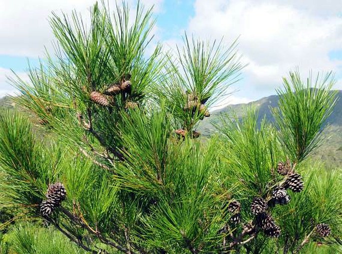 Pinus luchuensis