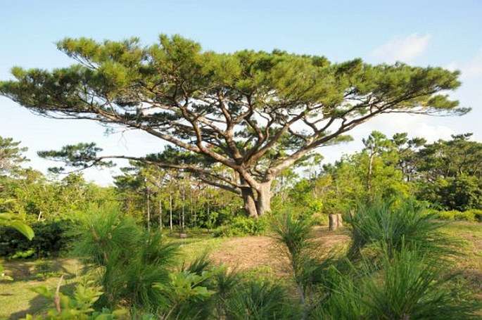 Pinus luchuensis