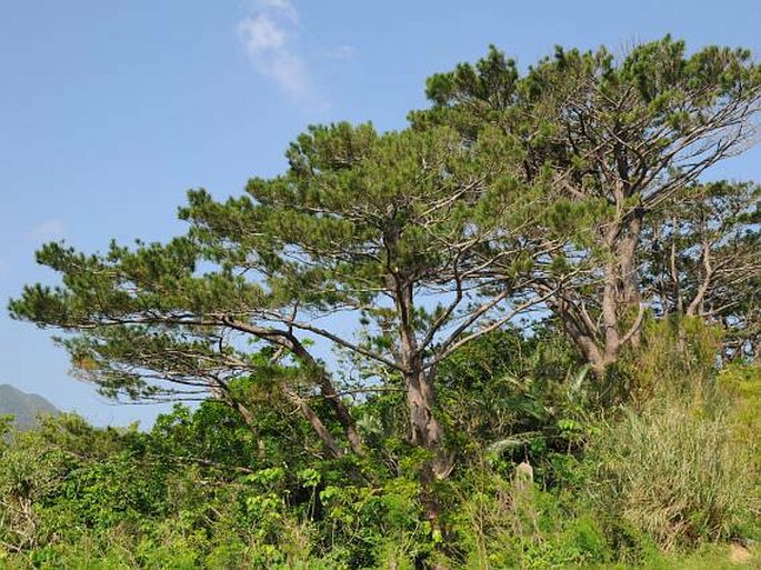 PINUS LUCHUENSIS Mayr – borovice rjúkjúská / borovica