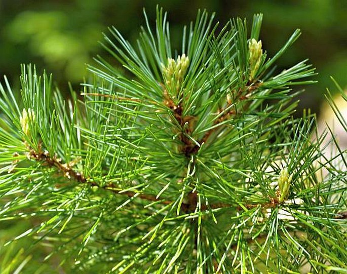 PINUS MONTICOLA Douglas ex D. Don – borovice pohorská / borovica