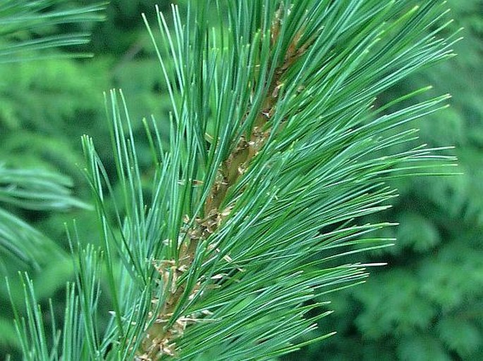 Pinus monticola