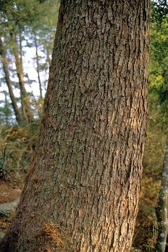 Pinus morrisonicola