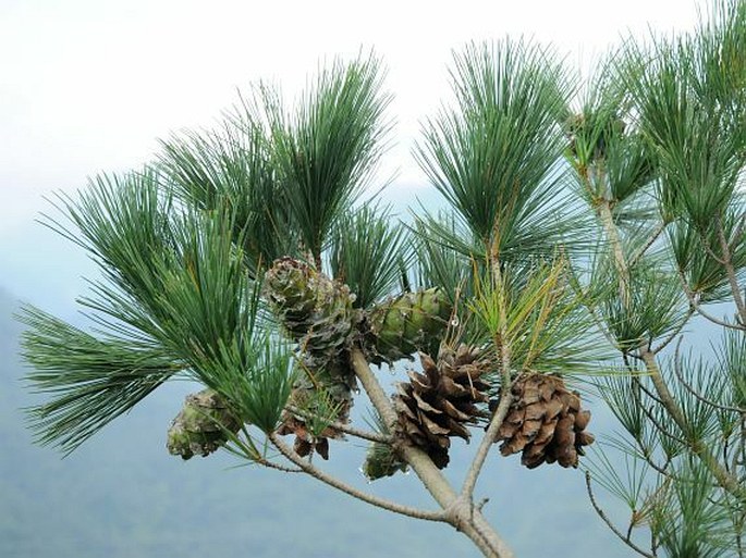 PINUS MORRISONICOLA Hayata – borovice morrisonská / borovica