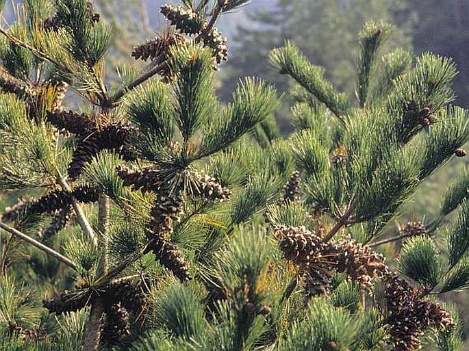 Pinus morrisonicola