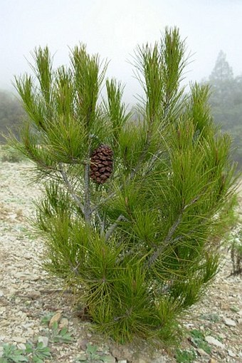 Pinus nelsonii