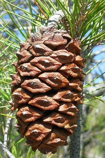 Pinus nelsonii