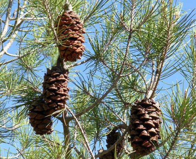 PINUS NELSONII Shaw – borovice Nelsonova / borovica