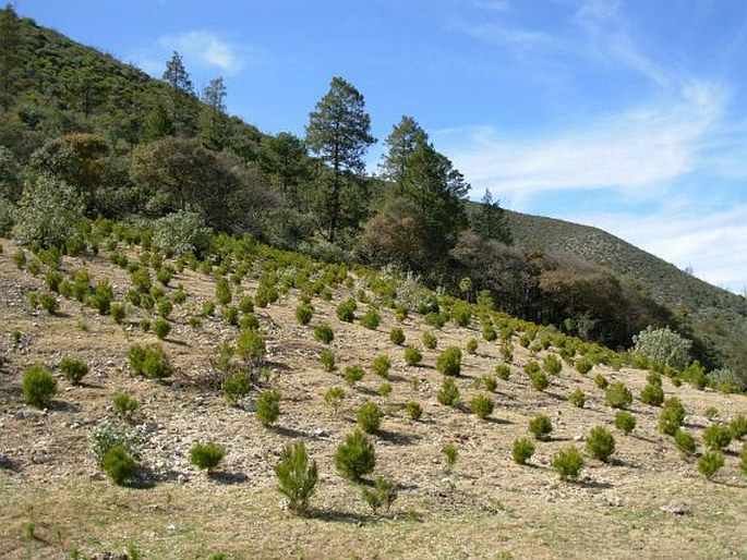 Pinus nelsonii