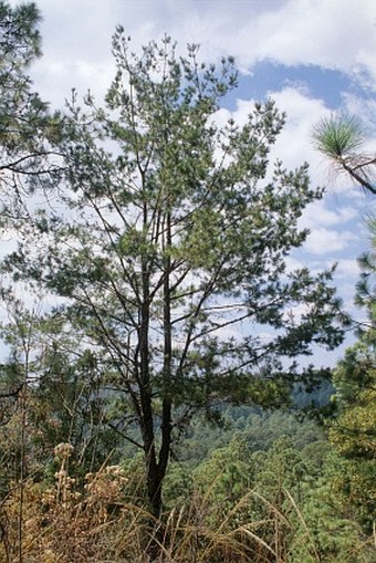 Pinus rzedowskii
