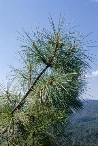 Pinus rzedowskii