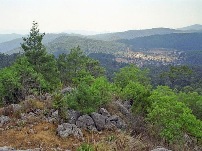 Pinus rzedowskii