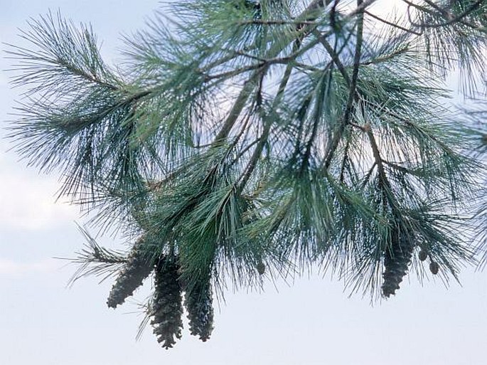 Pinus rzedowskii