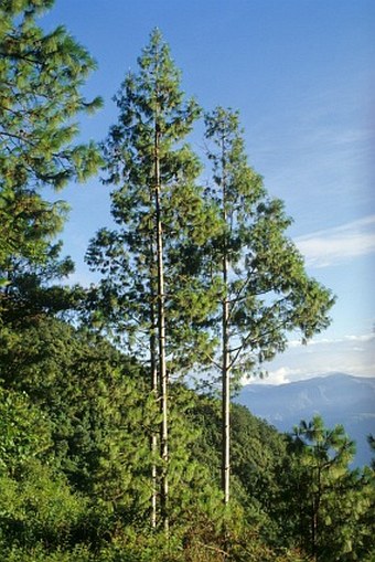 Pinus squamata