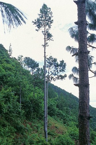 Pinus squamata