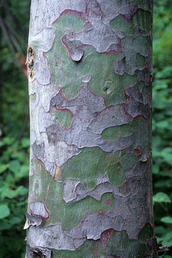 Pinus squamata