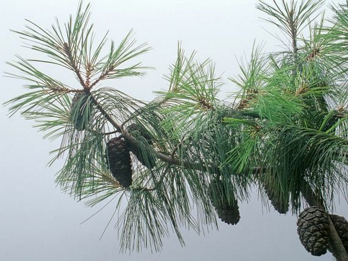 Pinus squamata