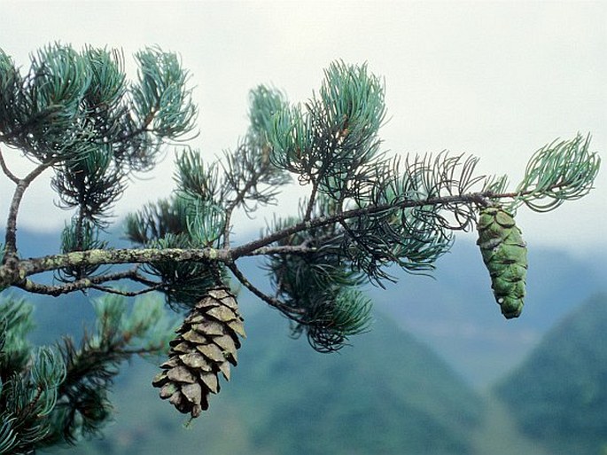 Pinus wangii subsp. wangii