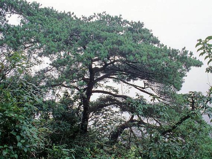 Pinus wangii subsp. wangii