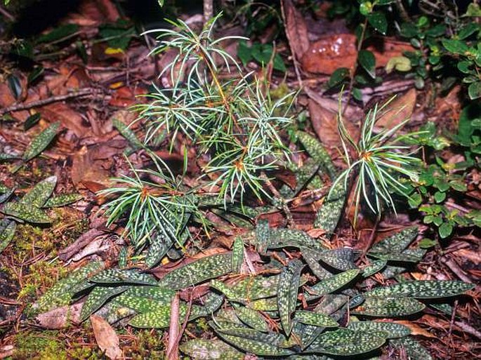 Pinus wangii subsp. wangii