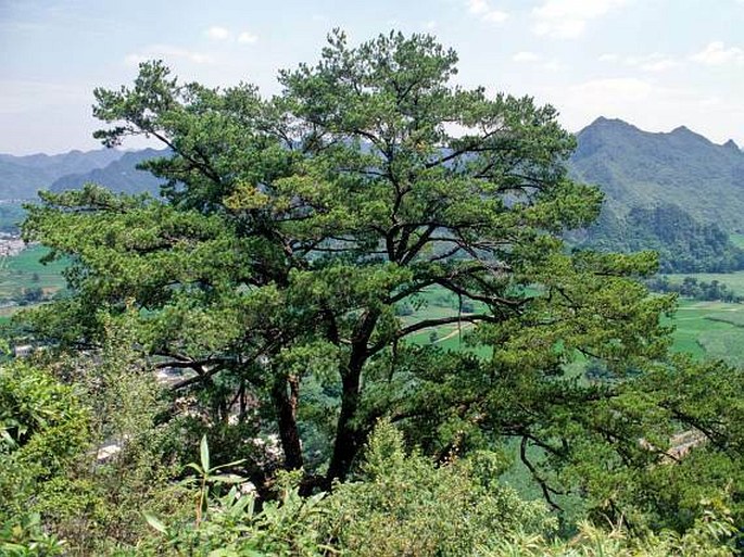 Pinus wangii subsp. variifolia