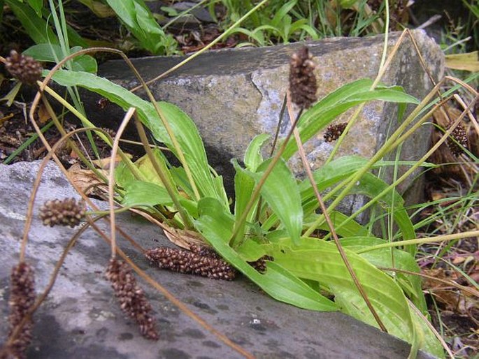 Plantago leiopetala