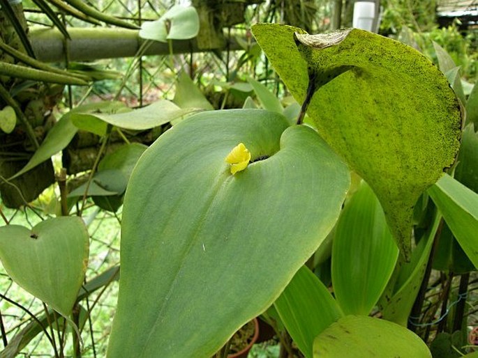 Pleurothallis cardiothallis