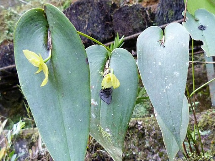 Pleurothallis cardiothallis