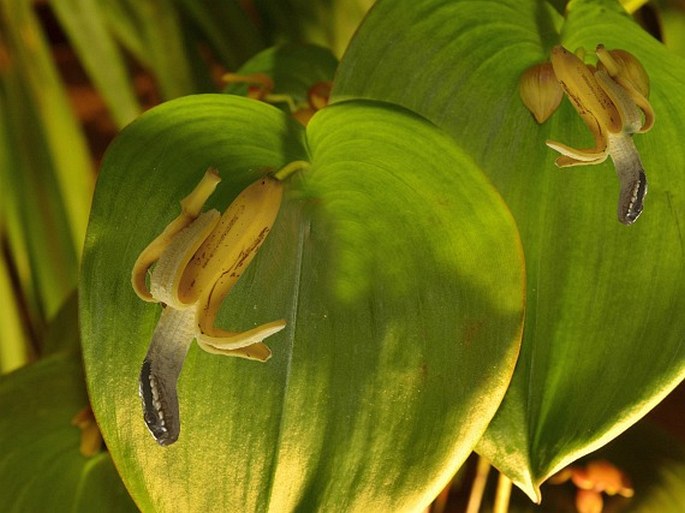 Pleuroepidendropedium ophiocarpum