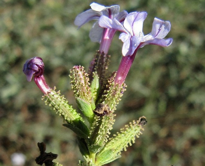 Plumbago europaea