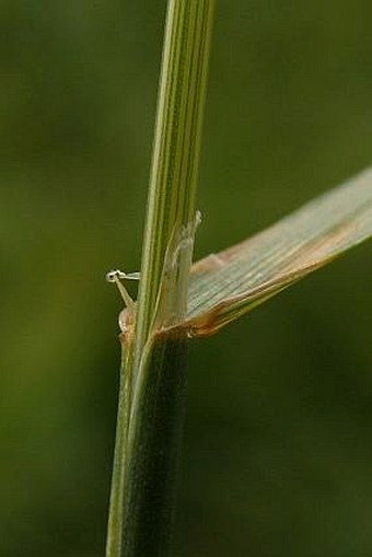 Poa granitica