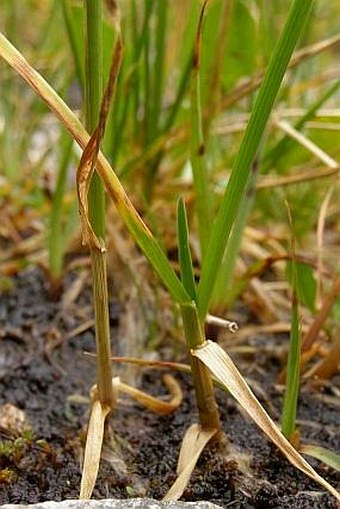 Poa granitica