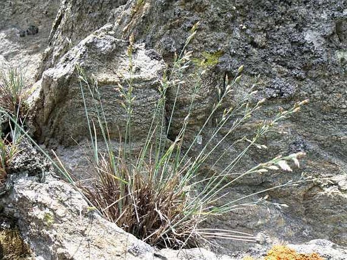 POA RIPHAEA (Asch. et Gr.) Fritsch – lipnice jesenická / lipnica jesenická