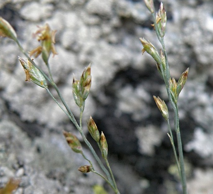 Poa riphaea