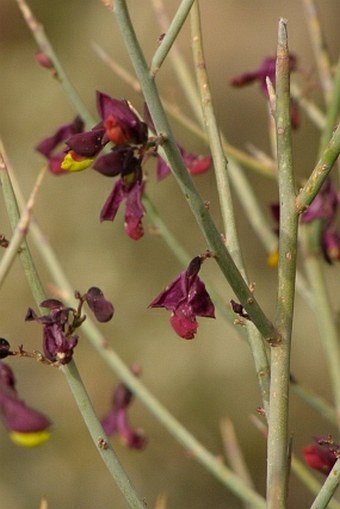 Polygala balansae