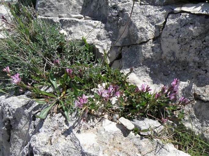 Polygala sardoa