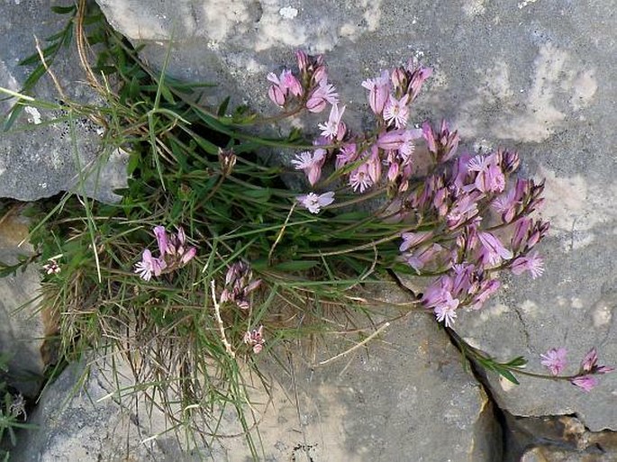 Polygala sardoa