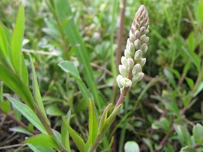 Polygala senega