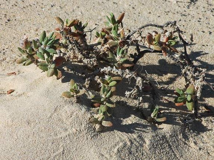 Polygonum maritimum