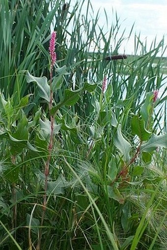 Persicaria amphibia