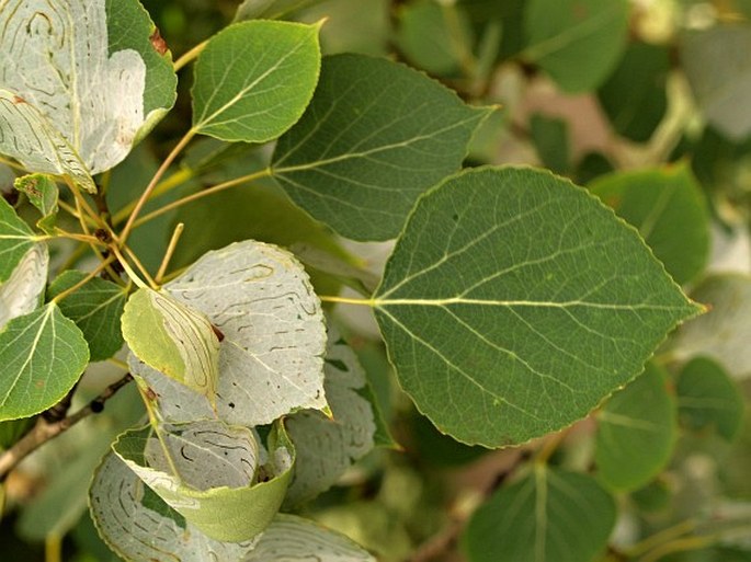 POPULUS TREMULOIDES Michx. – topol / topoľ