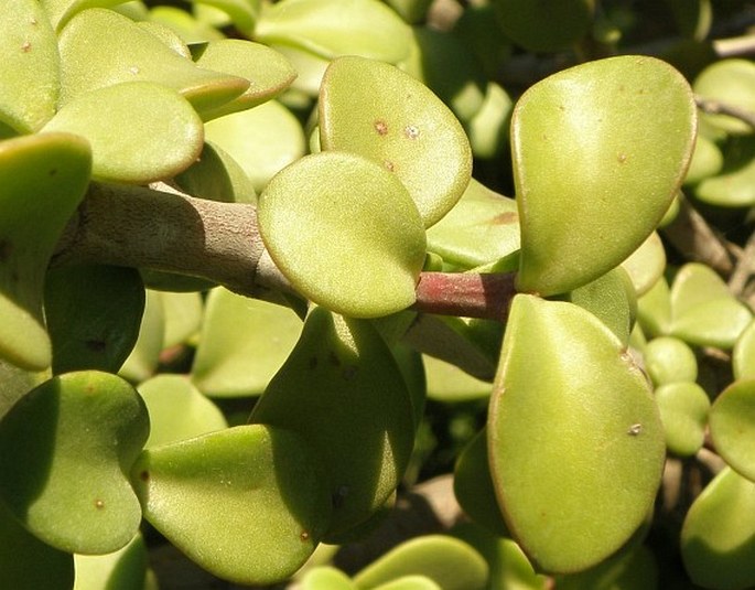 PORTULACARIA AFRA Jacq.