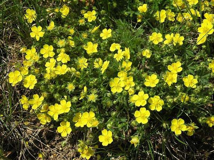 POTENTILLA TABERNAEMONTANI Asch. – mochna jarní / nátržník Tabernamontanov