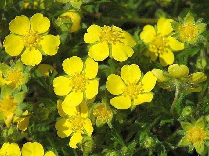 Potentilla verna