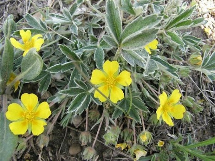 POTENTILLA CONCINNA Richardson – mochna / nátržník