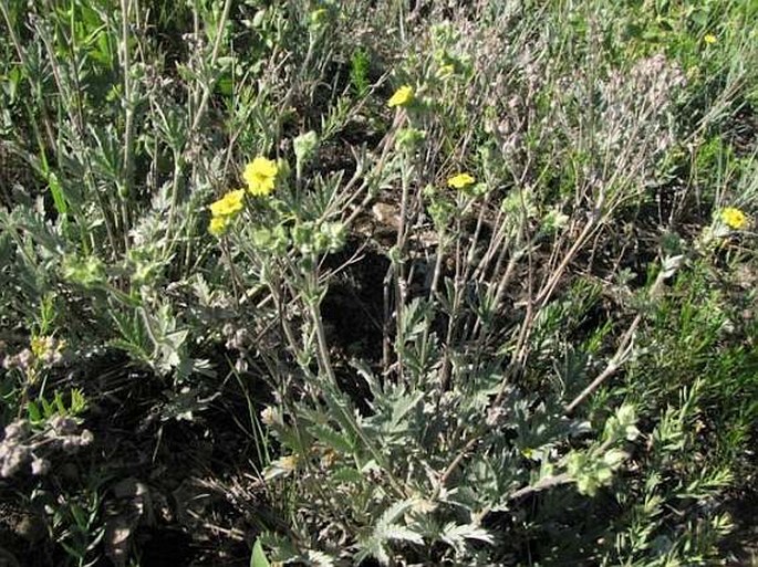 Potentilla hippiana