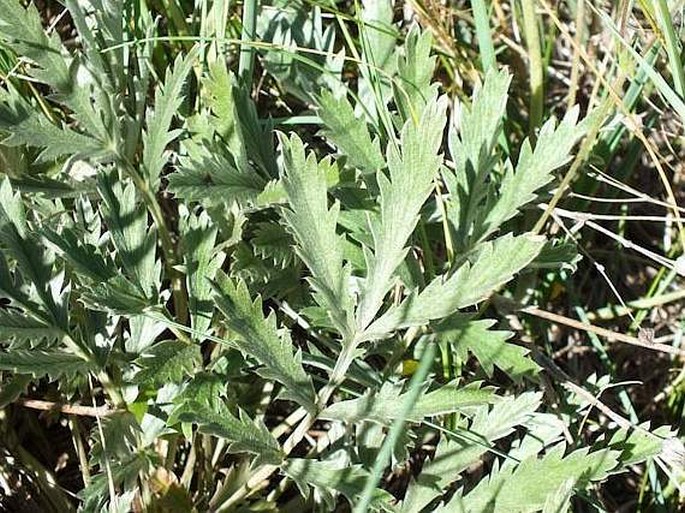 Potentilla hippiana