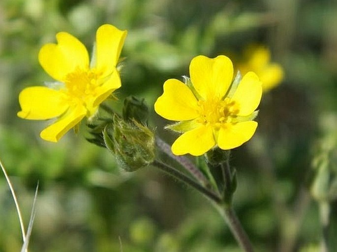 POTENTILLA HIPPIANA Lehm. – mochna / nátržník