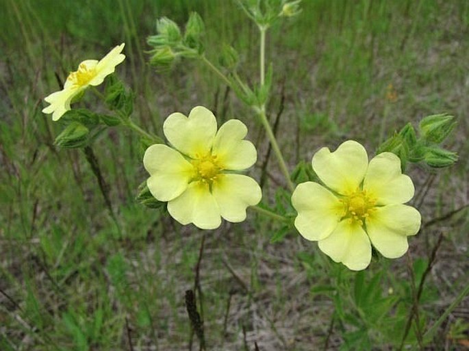 POTENTILLA GRACILIS Douglas ex Hook – mochna / nátržník